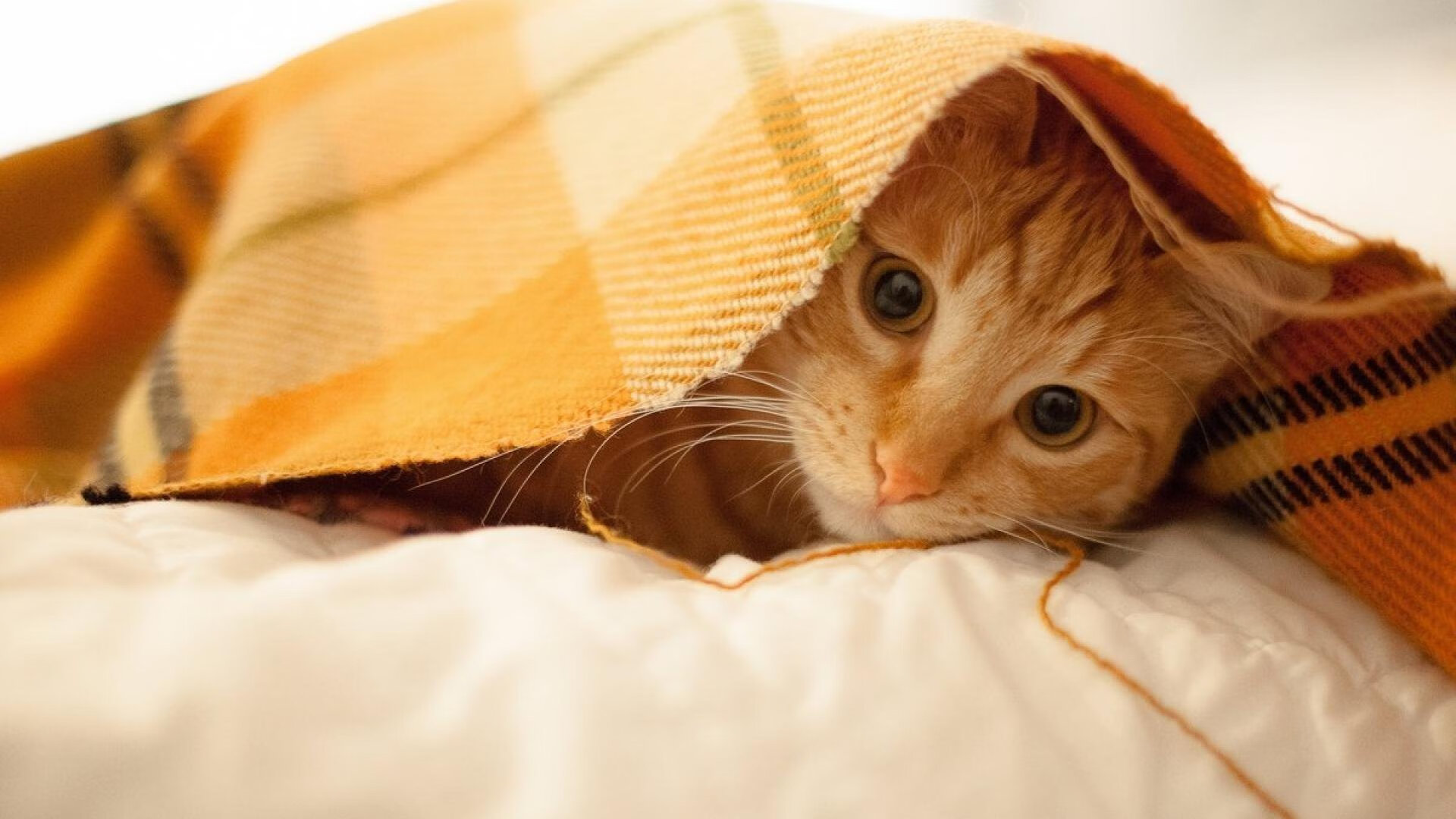 开云sport-唯一对决，阿森纳vs伊朗，巴尔韦德生涯之夜闪耀全场