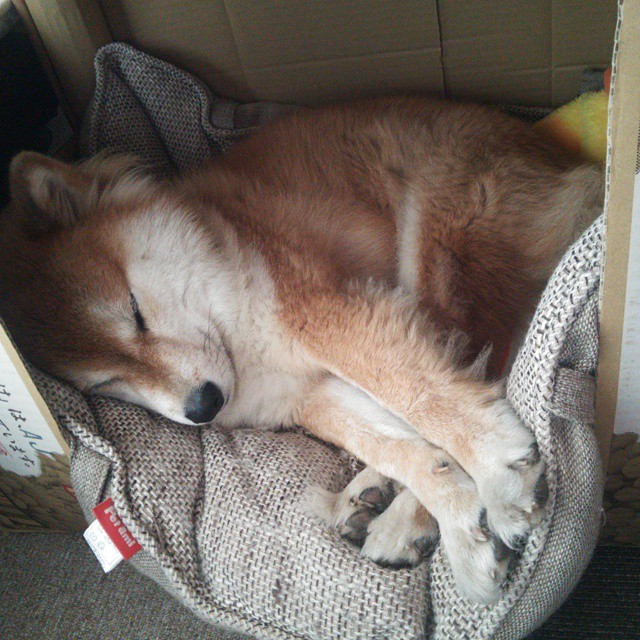 开云体育平台APP-伊布天神下凡难救主，澳大利亚铁血战术攻陷文艺复兴之城