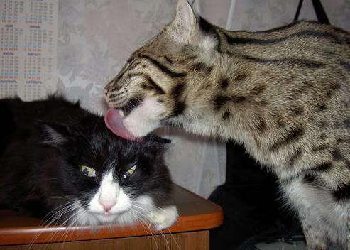 双重征服,当卢卡·东契奇与凯里安·姆巴佩在同一夜晚创造历史