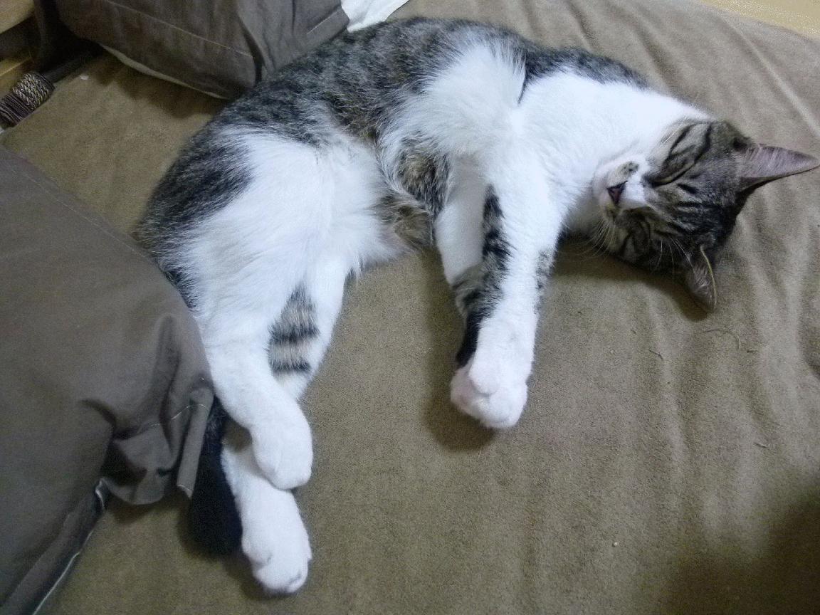 风城今夜，一个克莱在麦迪逊花园诞生