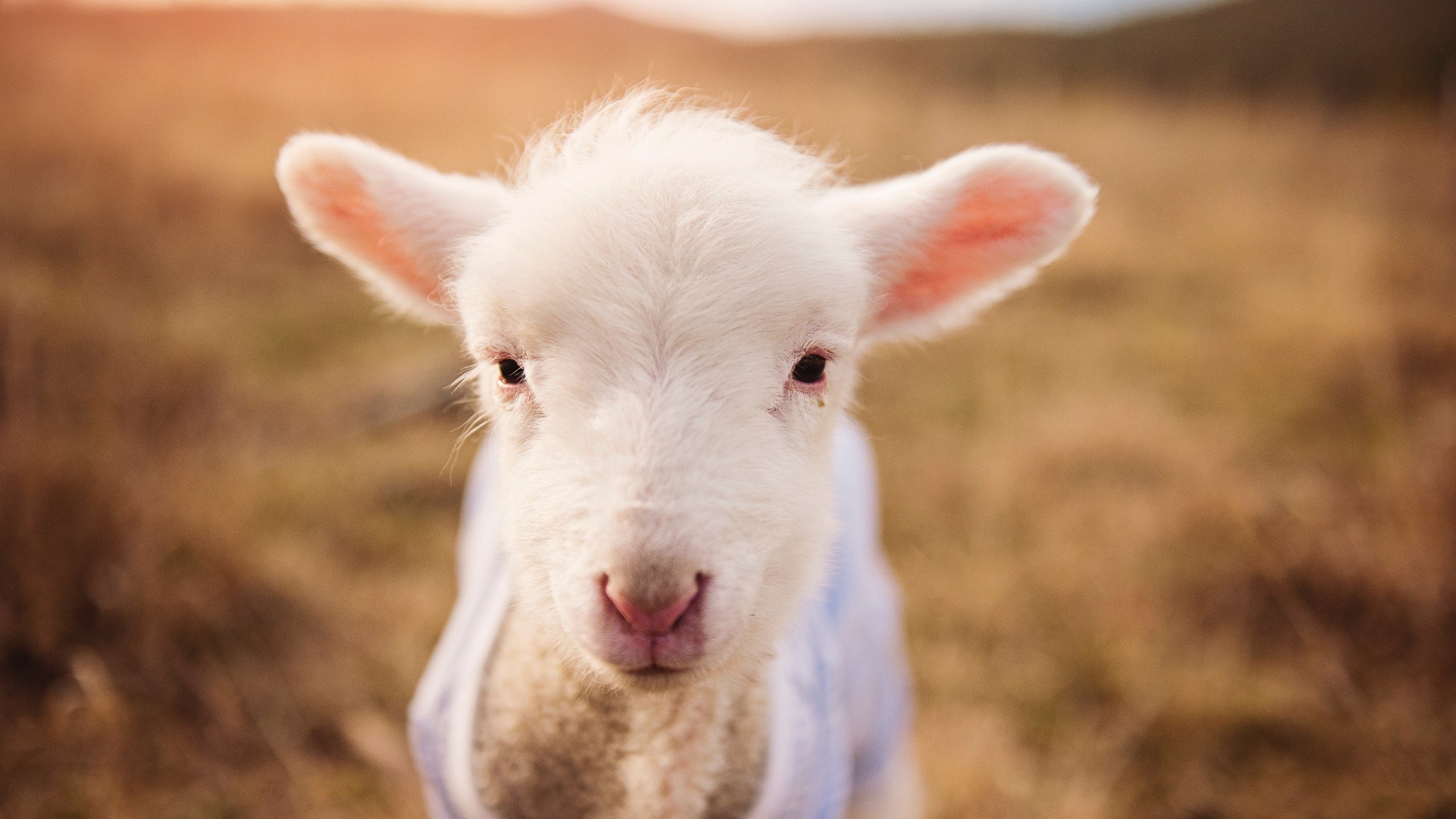 沙漠之狐咬碎非洲雄鹰!阿拉巴一剑封喉,阿尔及利亚挺进淘汰赛生死关