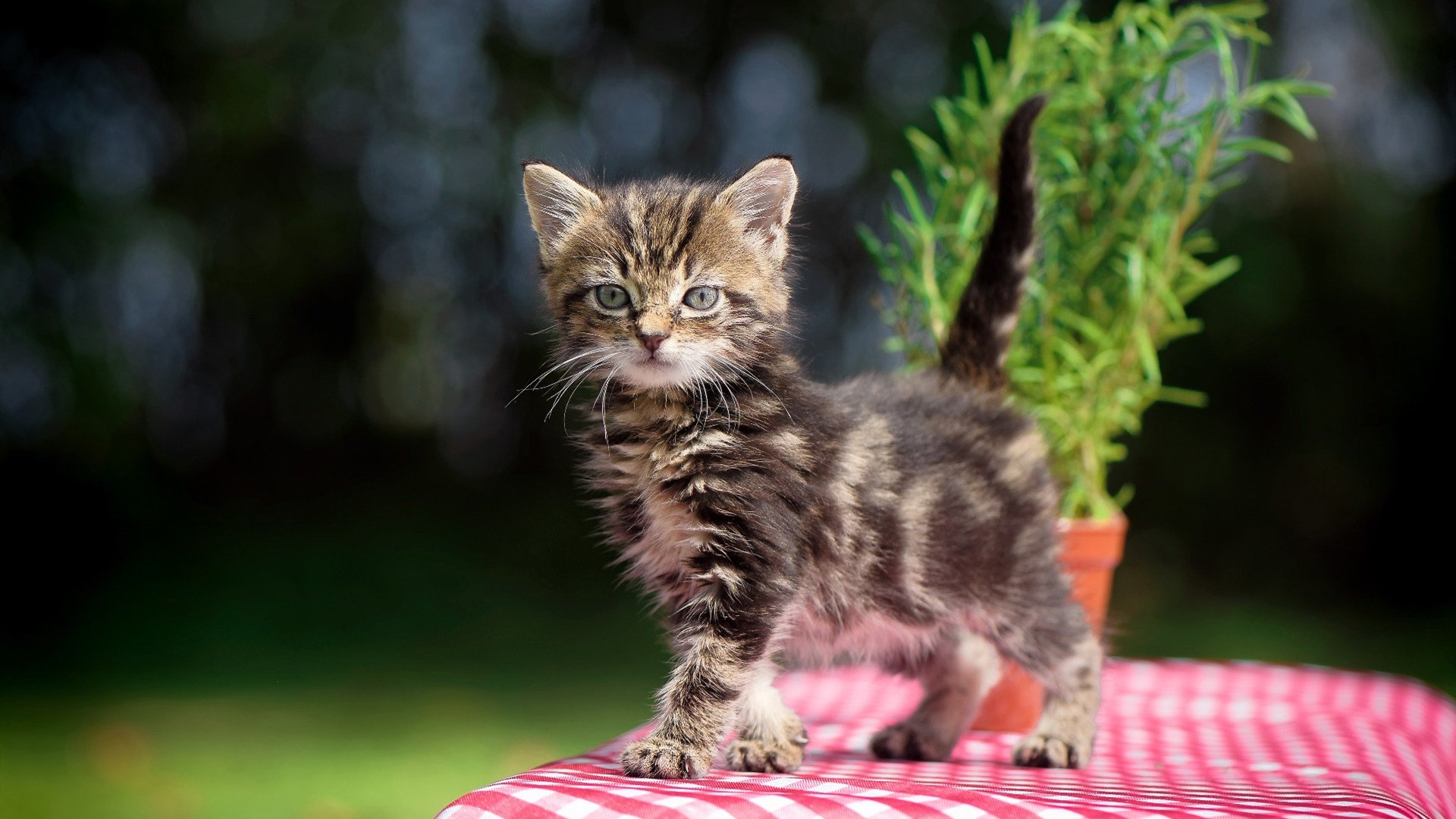 2026世界杯启示录,土耳其黑马撞碎毕尔巴鄂铁壁,布鲁诺·费尔南德斯于无声处听惊雷