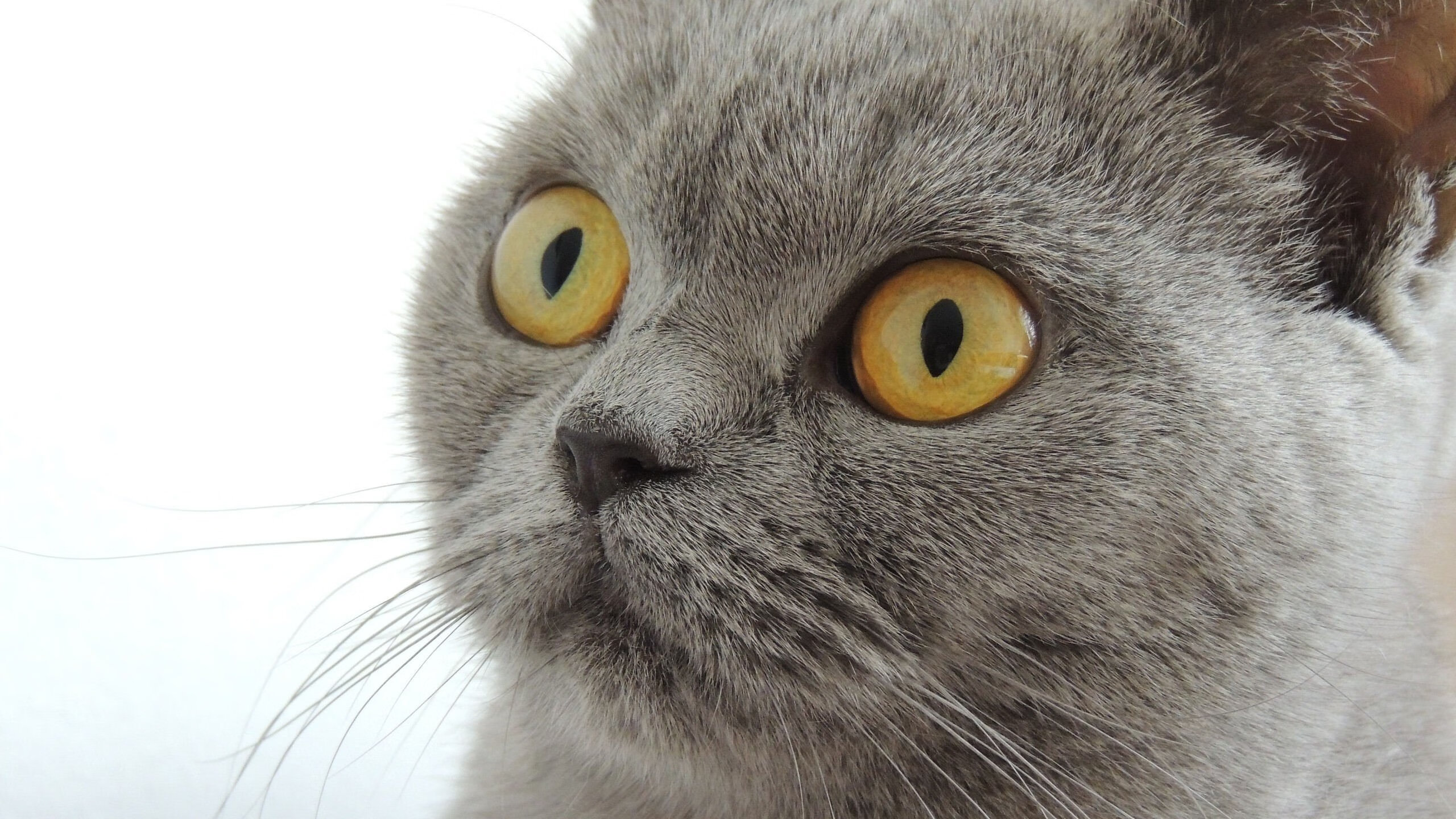 双星闪耀决胜时刻,塔图姆的救赎与东契奇的宣言