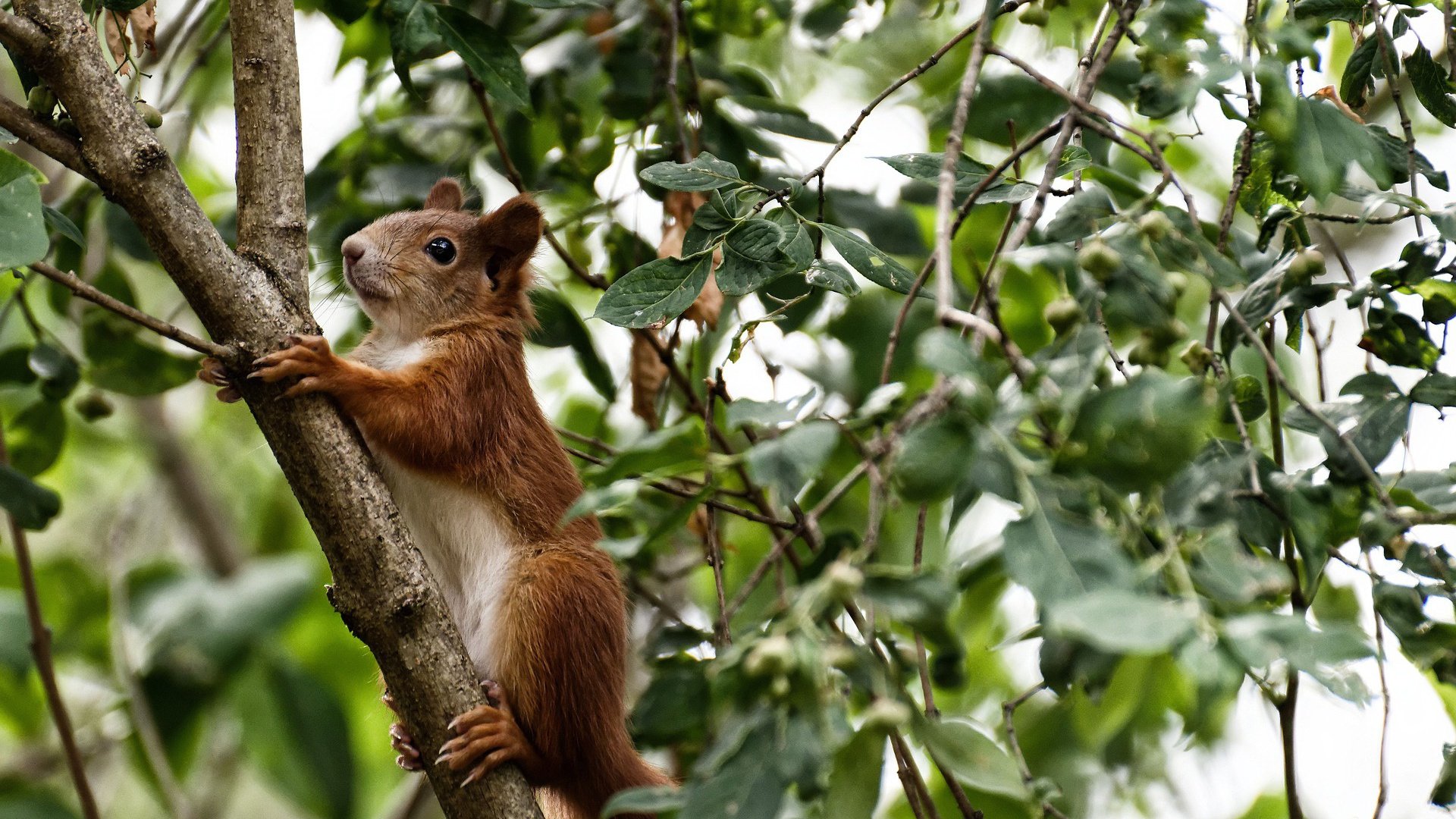跨界风暴,安哥拉足球晋级玻利维亚,加维NBA总决赛逆天改命