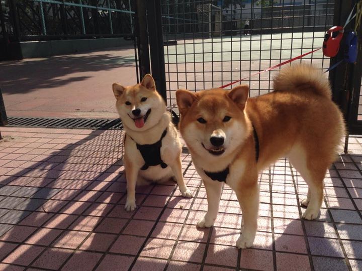 异乡王!拉梅洛·鲍尔客串关键先生,雄鹿借力打穿尼克斯