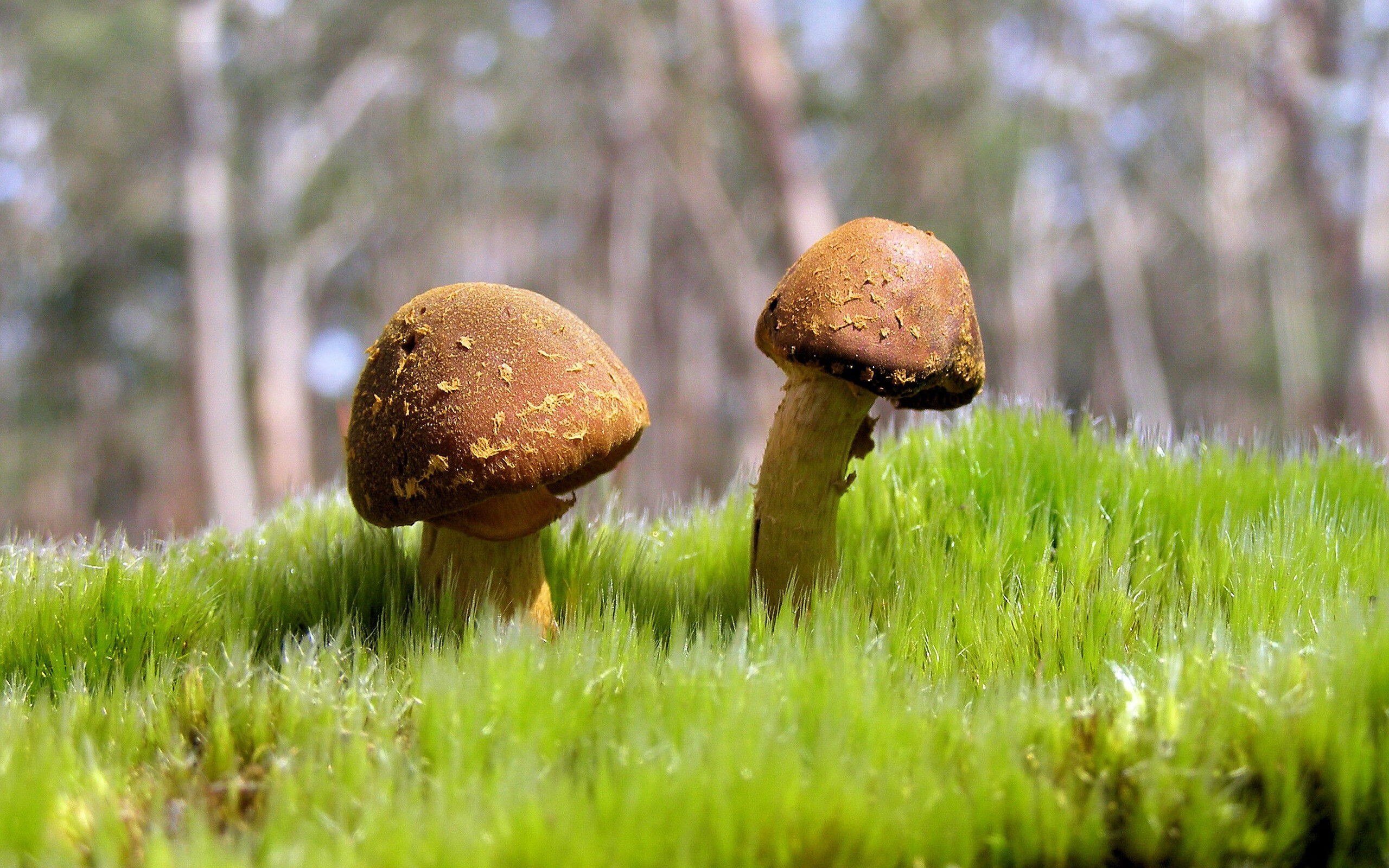 马可·波罗的篮球传奇,当大航海哈登在东方古国投下惊雷