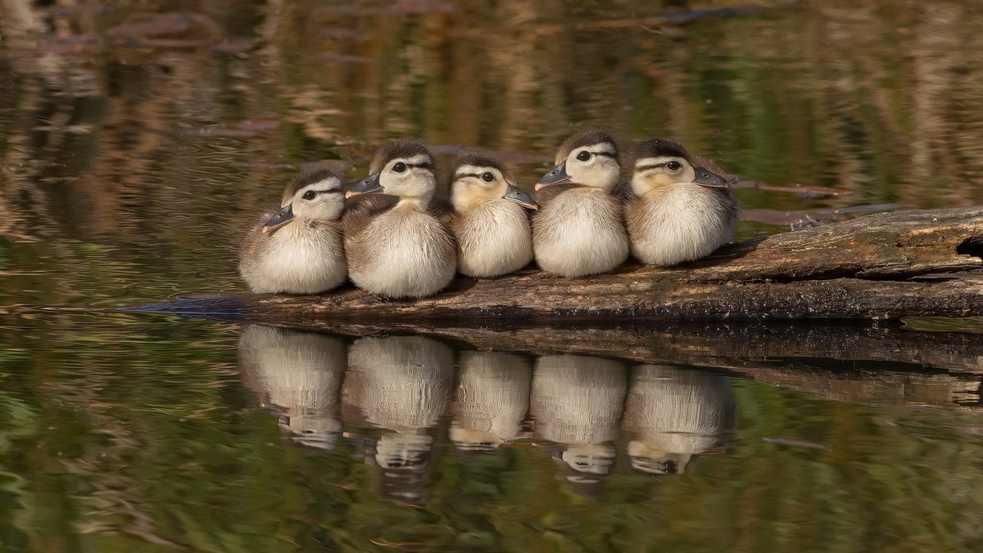 北欧巨兽哈兰德成关键先生，奥地利掀翻意甲劲旅佛罗伦萨