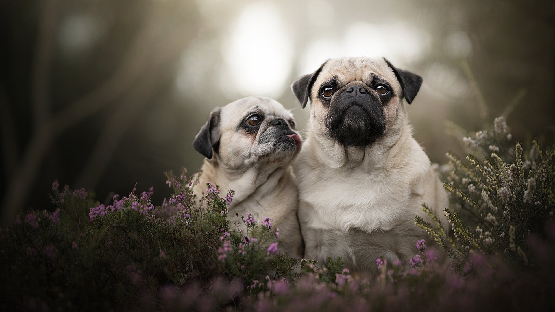 广东队跨界克鹈鹕展争冠雄心，班凯罗奥运关键战主宰定胜局