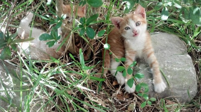 意甲焦点战上演字母哥时刻，绝境中的领袖光芒