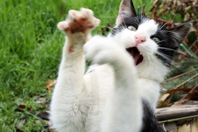 防线崩塌之夜,字母哥如何将年度焦点之战变为个人统治力加冕仪式