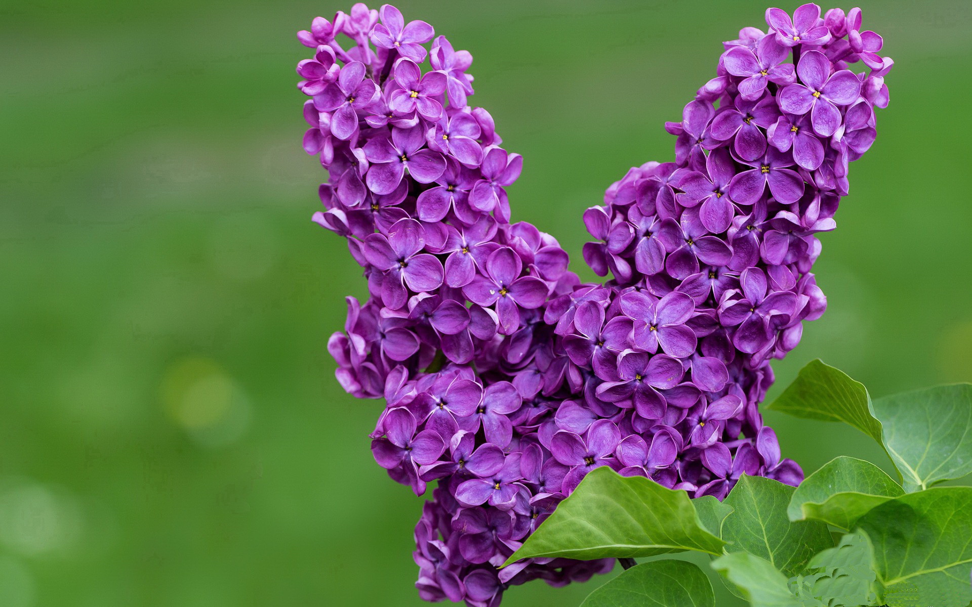 欧冠淘汰赛之夜，小个子巴雷拉，为何总有大心脏？