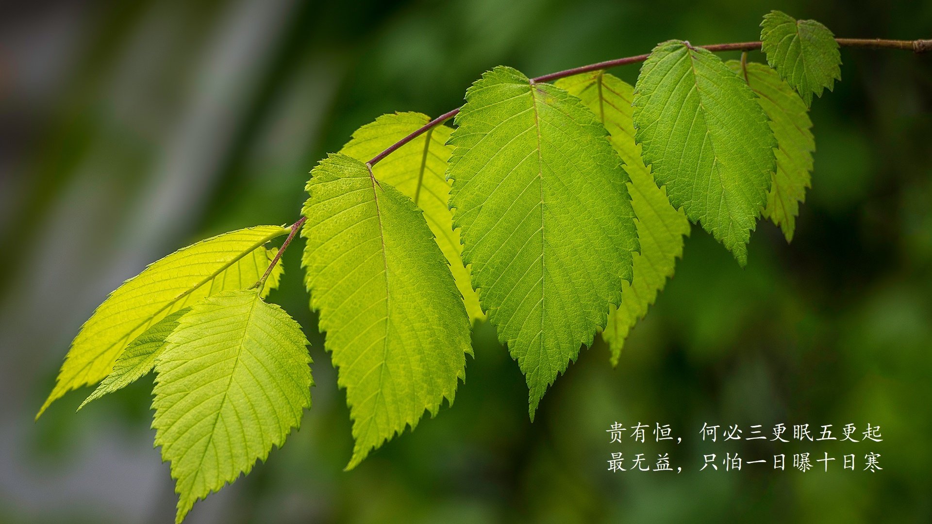 美加墨世界杯焦点战，秘鲁惊天逆转阿根廷，卢卡库战术制胜率比利时突围