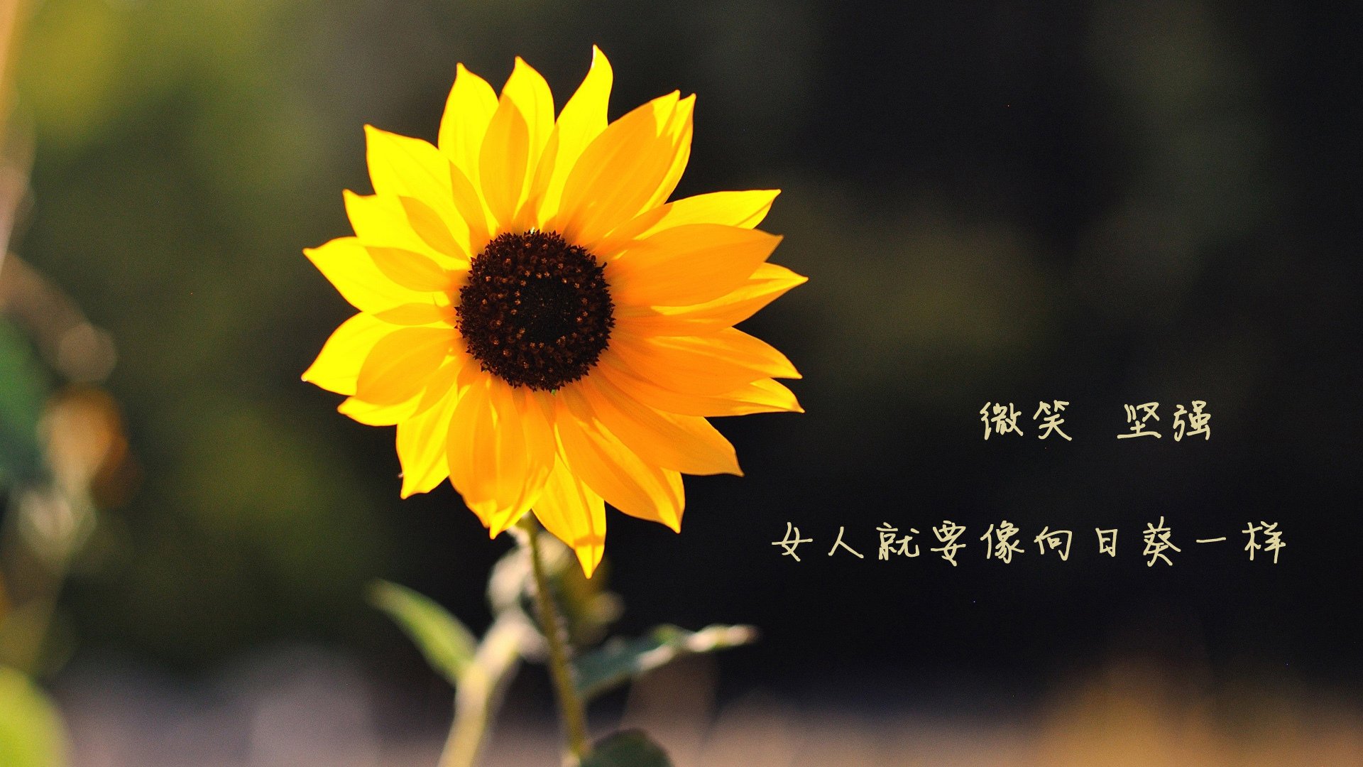 命运分岔口，一场比赛如何同时撕裂与缝合两大洲的足球梦—2026世界杯A组关键战，墨西哥击败印度，范戴克带队取胜